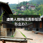 虞美人栽植成活率低该怎么办？（图4）