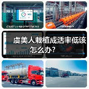 虞美人栽植成活率低该怎么办？（图2）