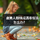 虞美人栽植成活率低该怎么办？