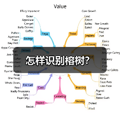 怎样识别榕树？（图4）