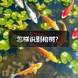 怎样识别榕树？