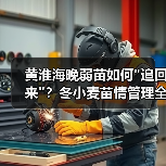 黄淮海晚弱苗如何