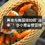 黄淮海晚弱苗如何