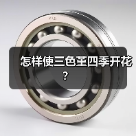 怎样使三色堇四季开花？