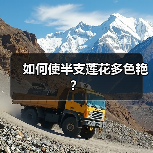 如何使半支莲花多色艳？（图3）