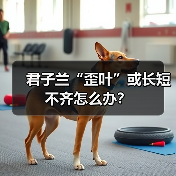 君子兰“歪叶”或长短不齐怎么办？