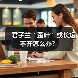 君子兰“歪叶”或长短不齐怎么办？（图4）