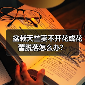 盆栽天竺葵不开花或花蕾脱落怎么办？