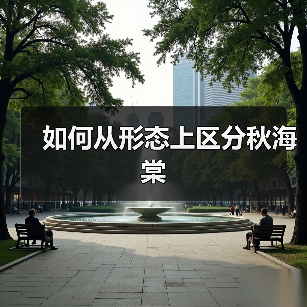 如何从形态上区分秋海棠（图2）
