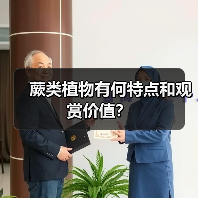 蕨类植物有何特点和观赏价值？（图3）