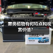 蕨类植物有何特点和观赏价值？（图2）