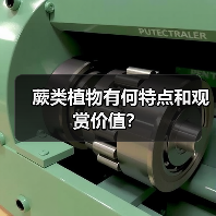 蕨类植物有何特点和观赏价值？