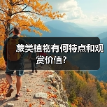 蕨类植物有何特点和观赏价值？（图4）