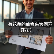有花苞的仙客来为何不开花？