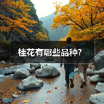 桂花有哪些品种？
