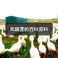 凤眼莲的百科资料（图3）