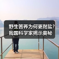 野生苦荞为何更耐盐?我国科学家揭示奥秘(图4) 野生苦荞为何更耐盐?我国科学家揭示奥秘(图4)