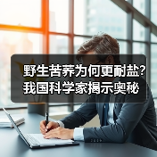 野生苦荞为何更耐盐？我国科学家揭示奥秘