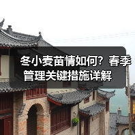 冬小麦苗情如何?春季管理关键措施详解(图2) 冬小麦苗情如何?春季管理关键措施详解(图2)