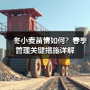 冬小麦苗情如何?春季管理关键措施详解(图3) 冬小麦苗情如何?春季管理关键措施详解(图3)