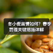 冬小麦苗情如何？春季管理关键措施详解